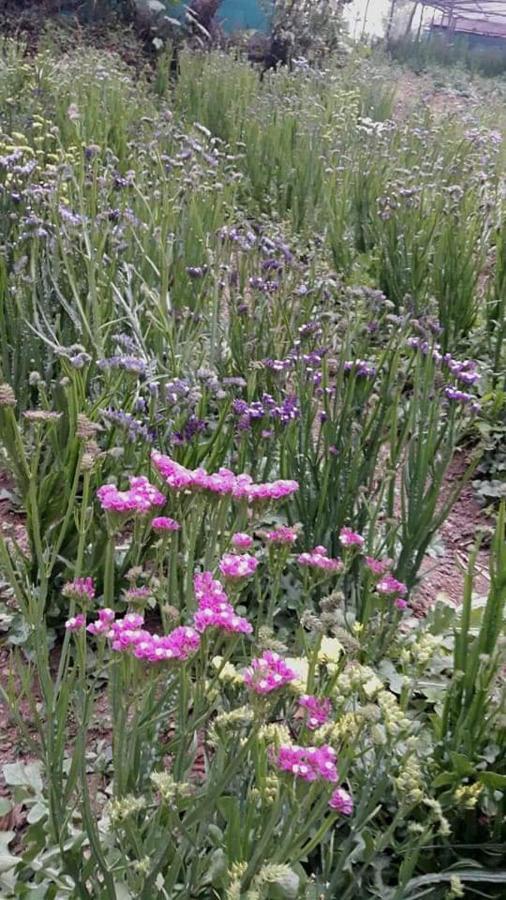 Tenam Garden Homestay Kalimpong Bagian luar foto